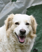 IDYLLE, Hund, Mischlingshund in Italien