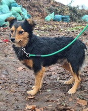 LUCKY, Hund, Mischlingshund in Ungarn