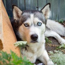 SHEYLLA, Hund, Siberian Husky in Rumänien