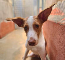 DILAN, Hund, Podenco in Spanien