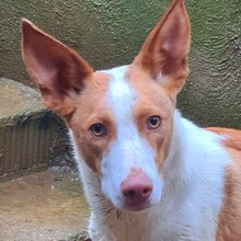 DILAN, Hund, Podenco in Kelheim