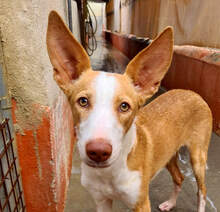 BOB, Hund, Podenco in Spanien