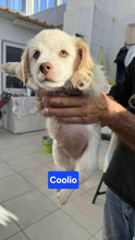 COOLIO, Hund, Kokoni-Mix in Griechenland