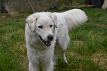 BOSS, Hund, Maremmano-Mix in Italien