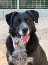 GINGER, Hund, Mischlingshund in Italien