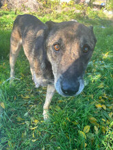 CARUSO, Hund, Malinois in Rumänien