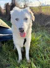 YUKI, Hund, Mischlingshund in Voerde