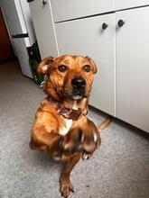 JEAN, Hund, Mischlingshund in Hamburg