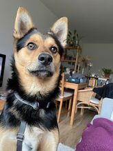 RONNY, Hund, Mischlingshund in Hamburg