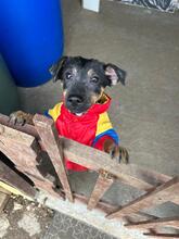 SHINEAD, Hund, Mischlingshund in Seevetal