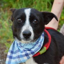 ANATOLI, Hund, Mischlingshund in Hamburg