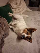 RUBY, Hund, Mischlingshund in Hamburg