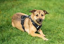 MONA, Hund, Mischlingshund in Jüterbog