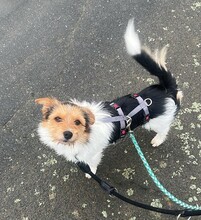 SOCKE, Hund, Mischlingshund in Hamburg