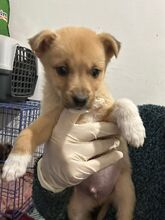 LOUIS, Hund, Mischlingshund in Rumänien