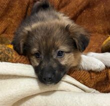 DOLCE, Hund, Mischlingshund in Rumänien