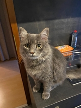 SPARKI, Katze, Europäisch Kurzhaar in Lehrte