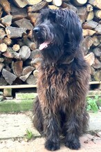 URMEL, Hund, Schafpudel in Buchholz