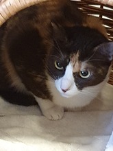 NIKITA, Katze, Hauskatze in Poxdorf