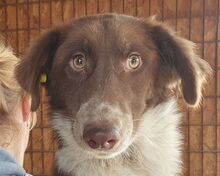 LYRA, Hund, Mischlingshund in Leichlingen