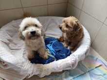 ZORO, Hund, Mischlingshund in Slowakische Republik