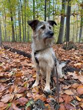 MABEL, Hund, Mischlingshund in Köln