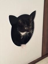 FINDUS, Katze, Europäisch Kurzhaar in Bramsche