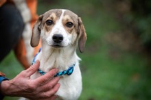CRUX, Hund, Jack Russell Terrier-Dackel-Mix in Ungarn