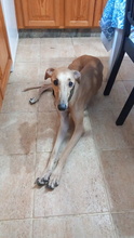VITTO, Hund, Galgo Español in Herxheimweyher