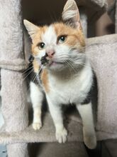 MELLY, Katze, Hauskatze in Rumänien