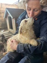 FRANKY, Hund, Mischlingshund in Stutensee