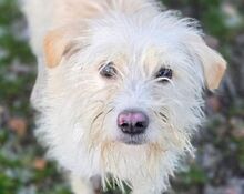 LARA2, Hund, Mischlingshund in Gefrees