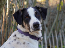 NETTUNO, Hund, Mischlingshund in Sonsbeck