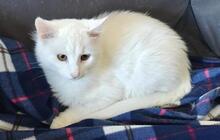 BOUNTY, Katze, Türkisch Van-Mix in Amelinghausen