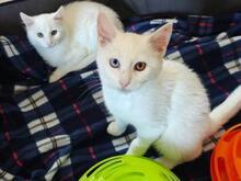 GIOTTO, Katze, Türkisch Van-Mix in Amelinghausen