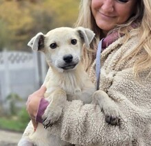 VALENTIN, Hund, Mischlingshund in Rumänien