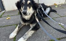 TOSHA, Hund, Hütehund-Mix in Dresden
