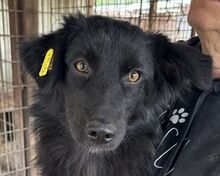 LEA, Hund, Mischlingshund in Köln