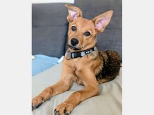 IGUALA, Hund, Mischlingshund in Karlsruhe