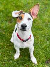 TEQUILA, Hund, Jack Russell Terrier in Weddelbrook