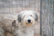 SKY, Hund, Mischlingshund in Bulgarien