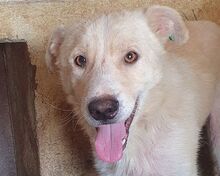 MICHA, Hund, Mischlingshund in Rumänien