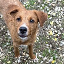 RAMIRO, Hund, Mischlingshund in Rumänien