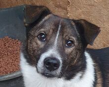 LUCA, Hund, Mischlingshund in Rumänien