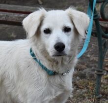 KASSIDY, Hund, Mischlingshund in Ungarn