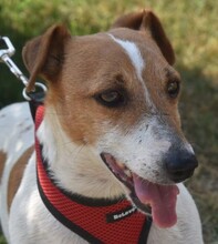 JUDYMARY, Hund, Jack Russell Terrier-Mix in Gelting
