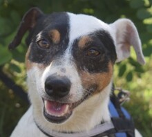JOLLYJUMPER, Hund, Jack Russell Terrier-Mix in Gelting