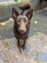 TRACUS, Hund, Mischlingshund in Bad Wünnenberg