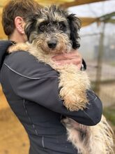 FÜGE, Hund, Mischlingshund in Ungarn