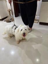 LEO, Hund, Malteser in Polen